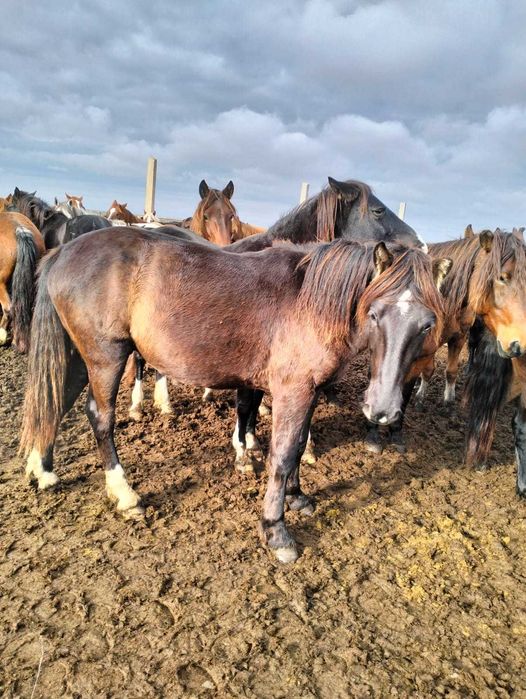 Продам лошадь құнан 2,5 года за 530 000 тенге .