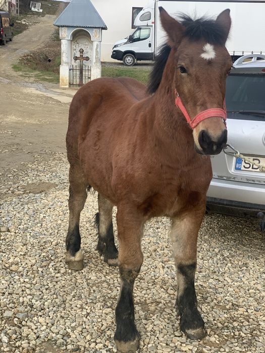 De vanzare manz la 5 luni