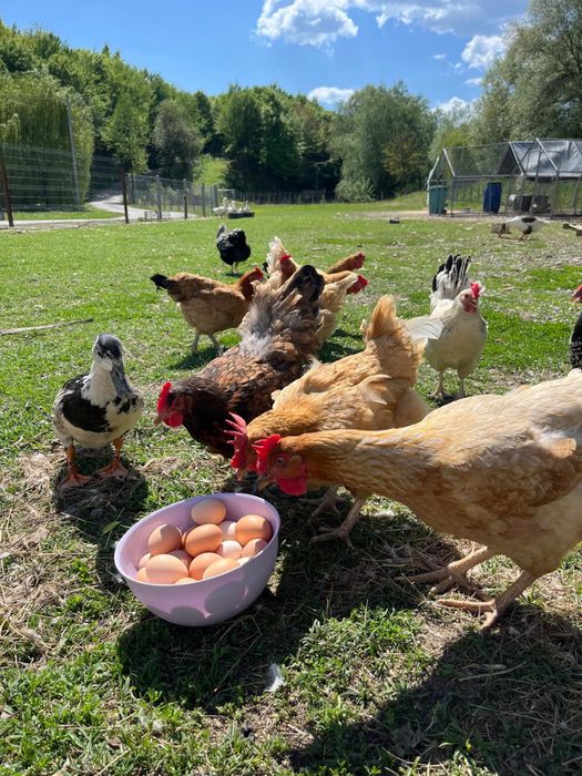 Ouă BiO, Găini, Rață, Gâscă