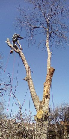 Отсичане рязане кастрене на ОПАСНИ дървета, Арборист *разбичване
