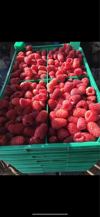 Продавам разсад ягоди и малини