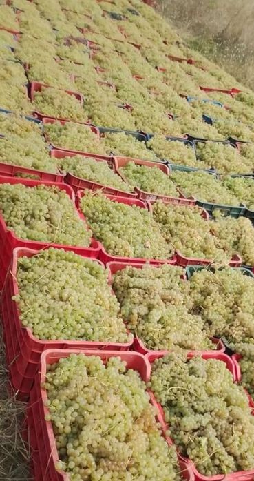 Struguri de pentru vin