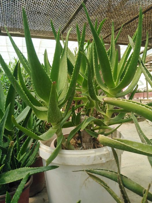 Алое, комнатные цеты