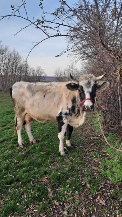 Vand vaca al 2-lea vitel