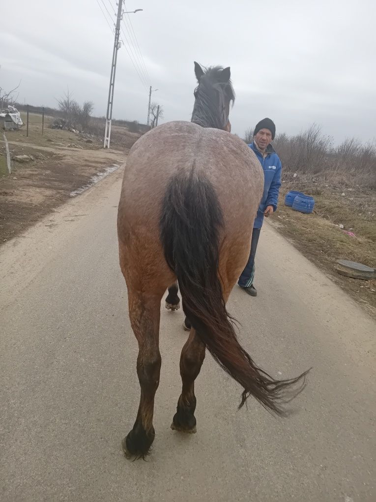 Vnd iapa bună de padure acept și sciburi