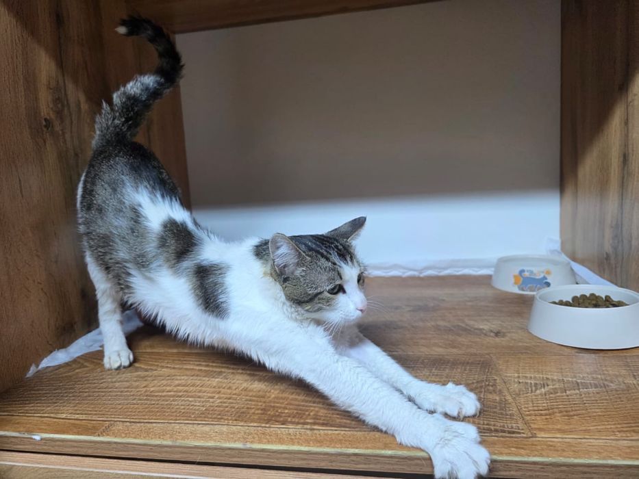 Котик в добрые руки