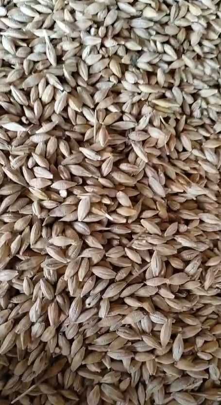 Пшеница, Лён, Кукуруза (урожай Казахстана) оптом продаётся