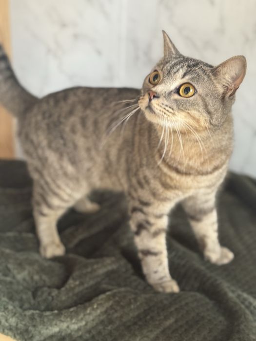 Отдам кастрированогл кота в добрые руки