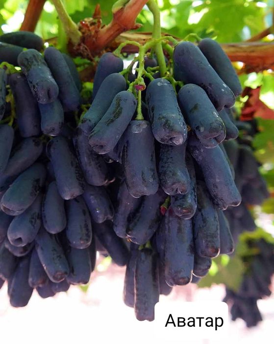 Саженцы элитных сортов и г.ф. винограда. Гарантия сортности.