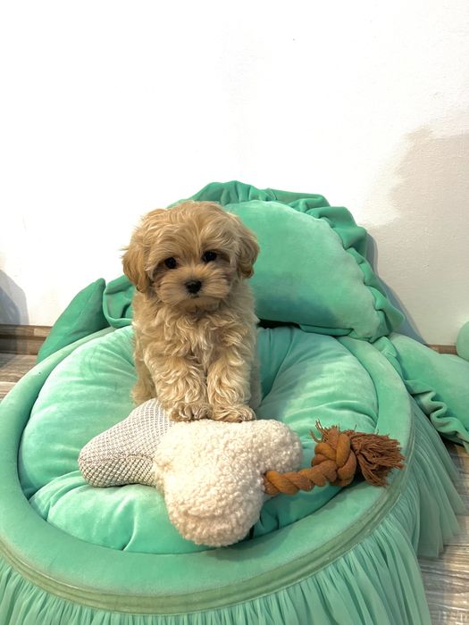 Băiețel Maltipoo – Max, 2,5 luni