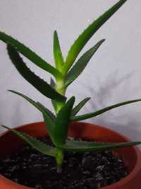 Aloe vera în/la ghiveci