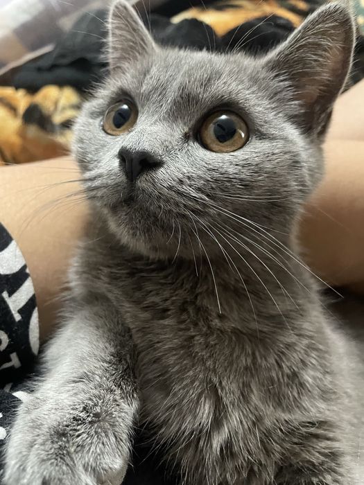 Qiziqqanlar aloqaga chiqilar