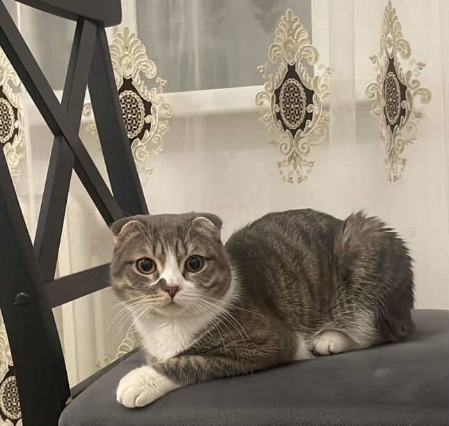 Кот в добрые руки