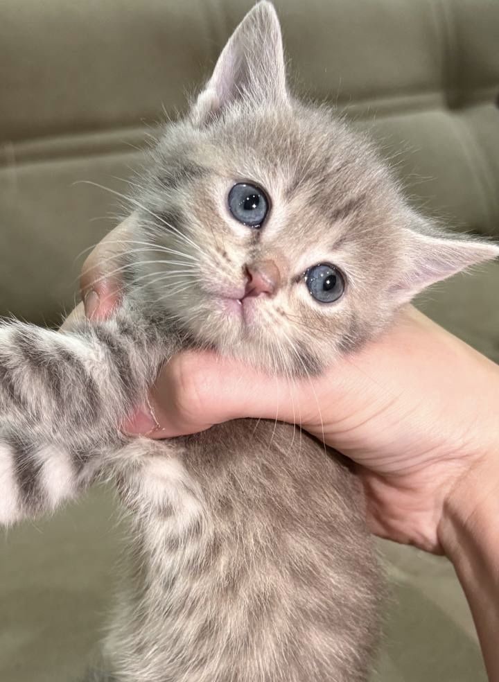 котята породистые