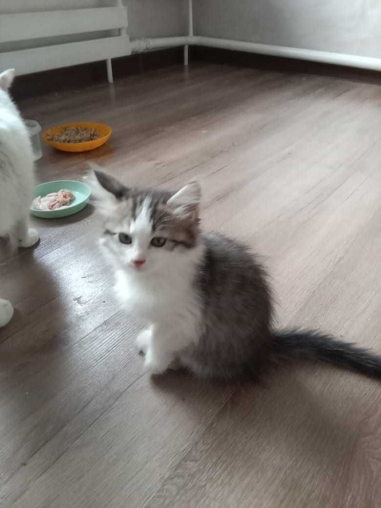 Котята крысоловы