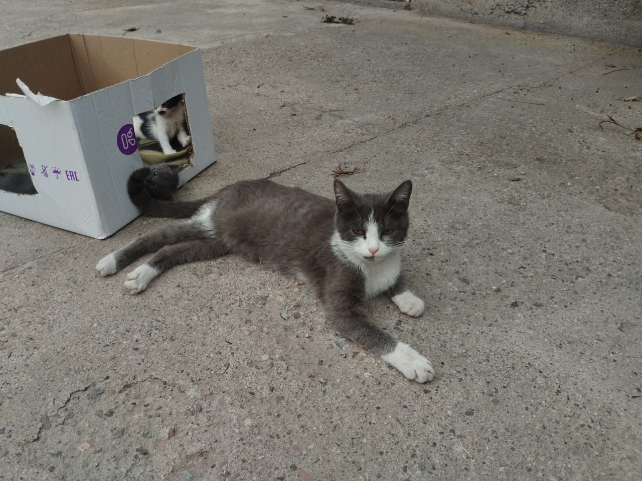 Отдаю бесплатно котят