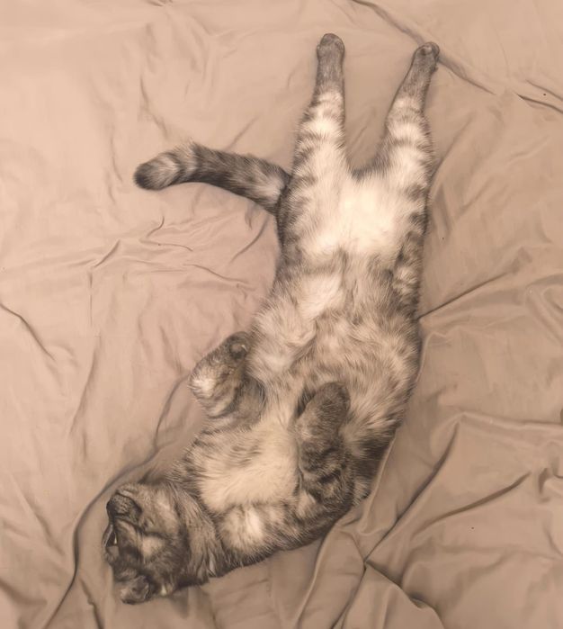 Продам кошечку Шотландскую вислоухая