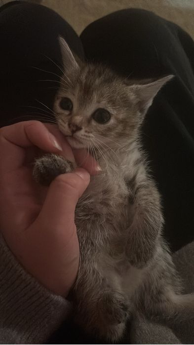 Отдам котят в хорошие и ответственные руки!