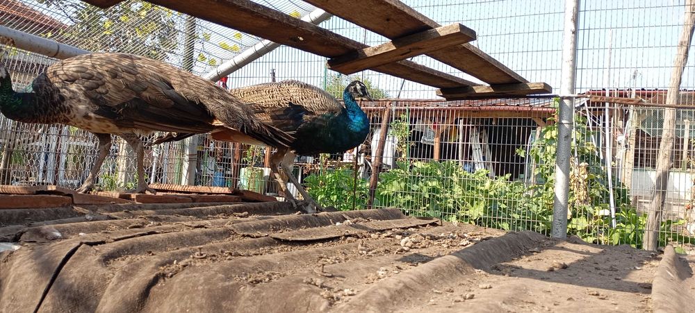 Пауни двойка м/ж