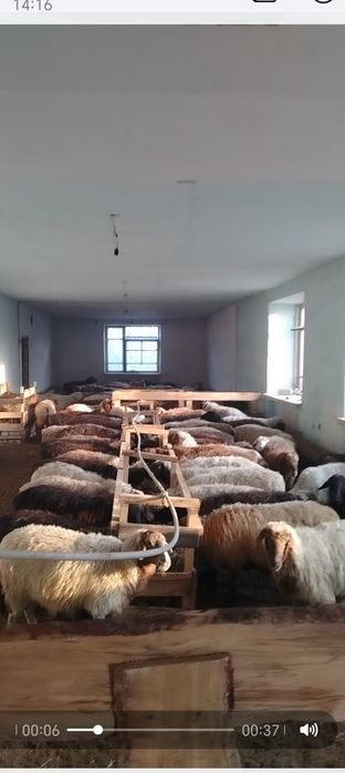 Койлар сатылады 80'000