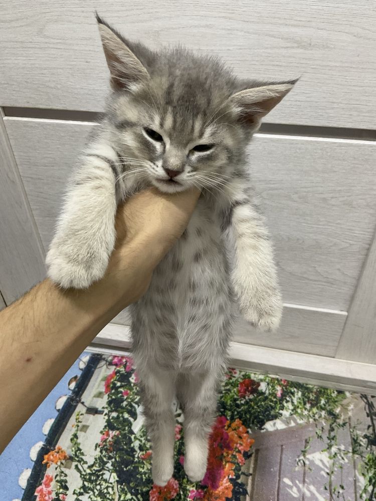 котята скоттиш фолд и вислаухие
