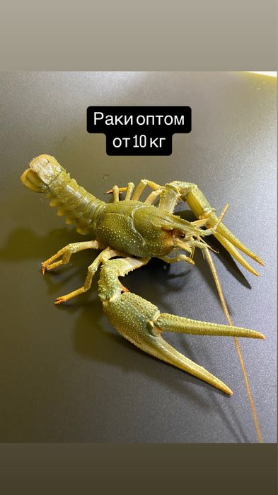 Раки оптом по Казахстану