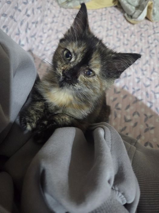 Котёнок девочка 2 месяца