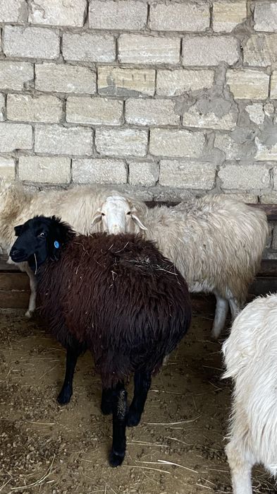 Семіз тоқтылар сатылады