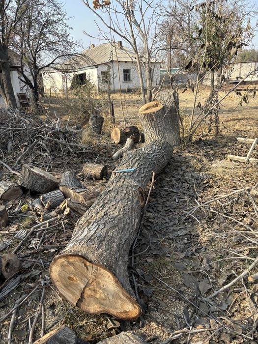 Жаңғак ағаш сатылады.  Дерево орех.Древесина ореха