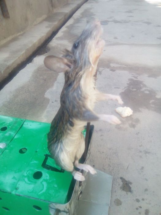 Kalamush qopqon tiriklayin ushlaydi