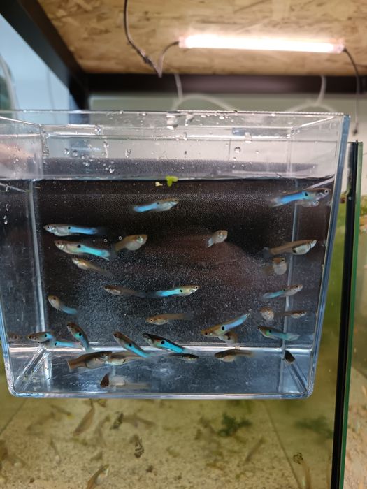 Guppy și Platy direct de la crescător