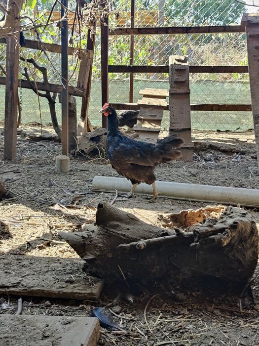 Vând găini Australorp 100 ron