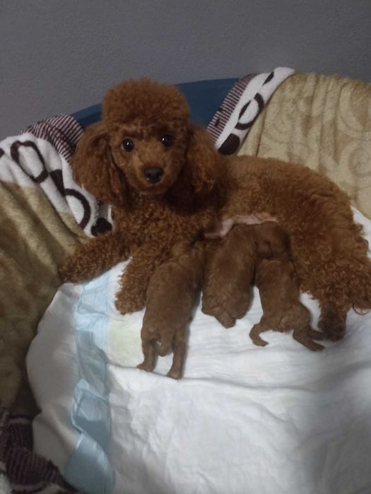 Пудел Той.                    .