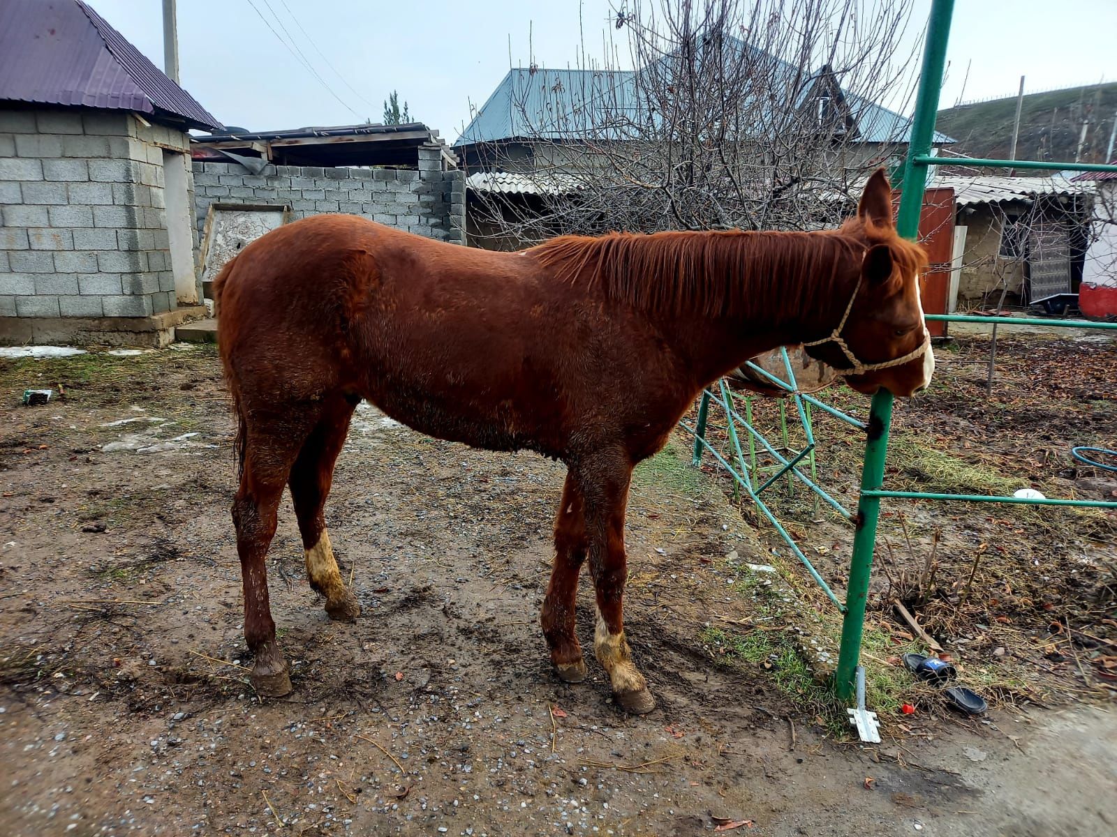 Тай сатылады палтарашка