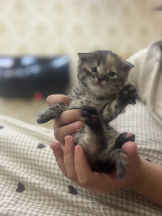 Продаются котята 1,5 месяц