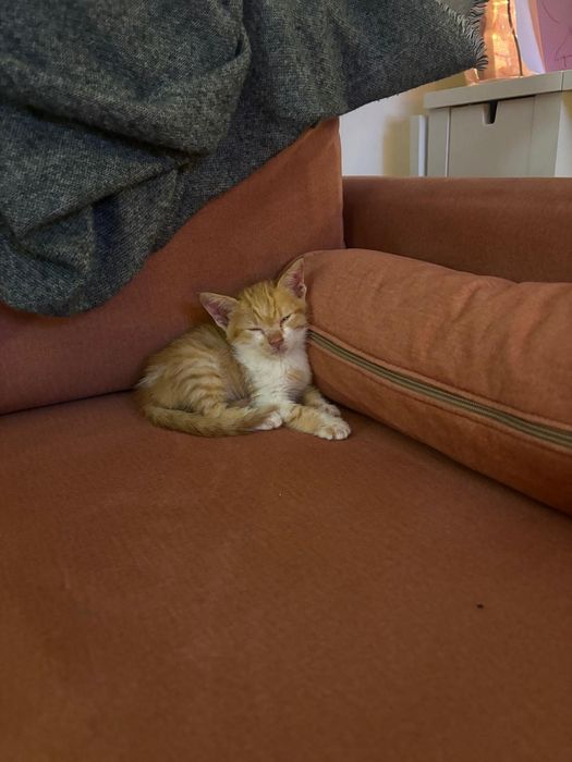 Мъжко котенце на месец и половина