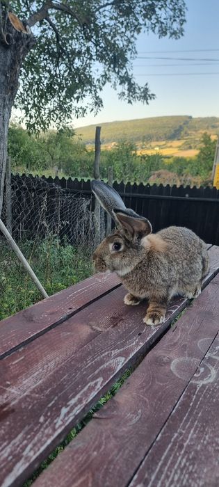 De vânzare Iepuroi Uriaș German