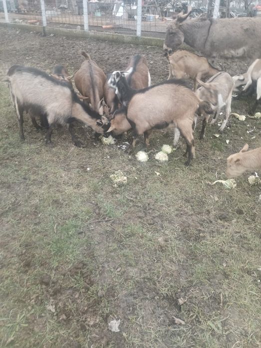 Vând turmă capre cu iezi și țap