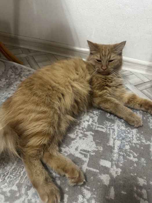 кошка пушыстая рыжая