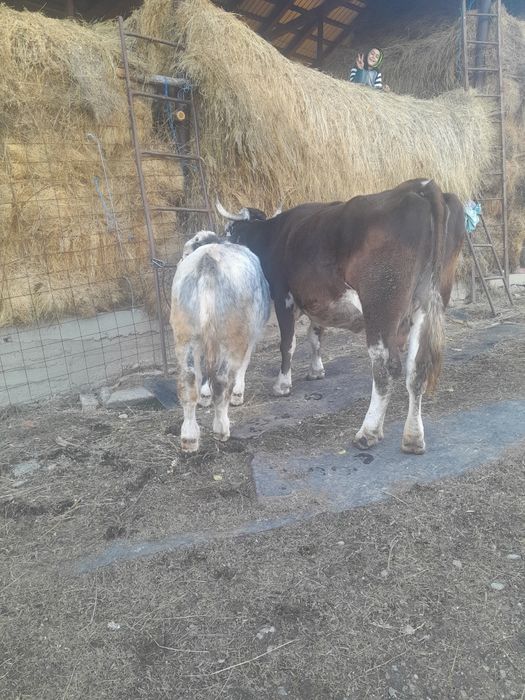 Vand doua vaci cu doua vitele