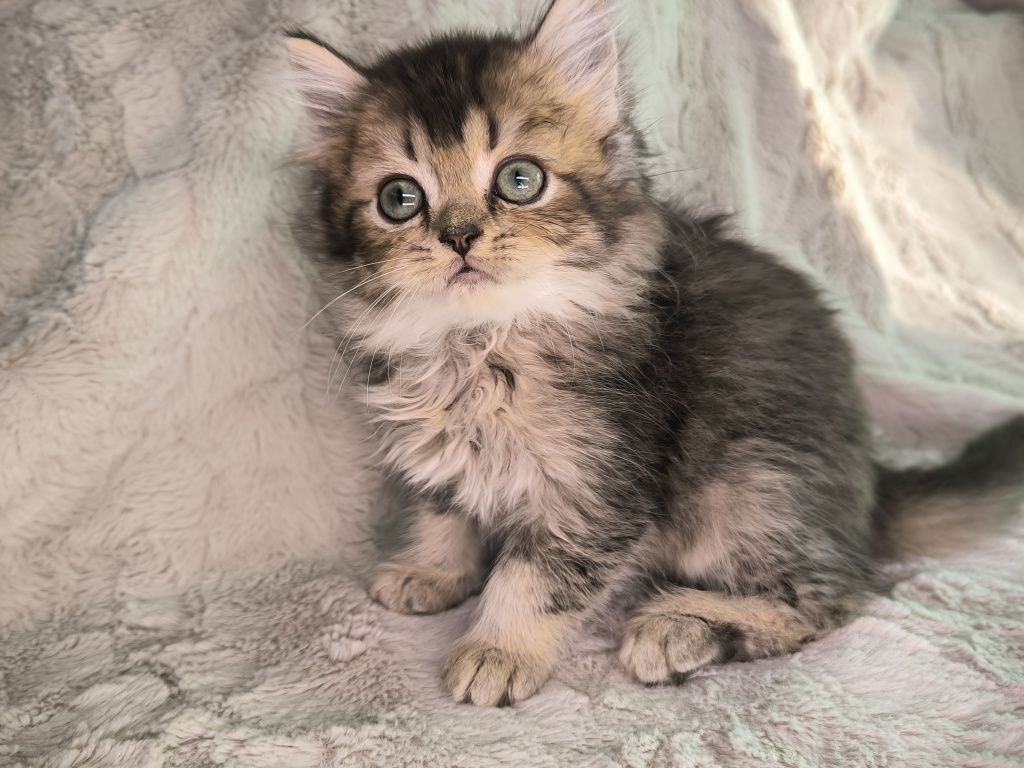 Vand motanel British longhair chinchilla
