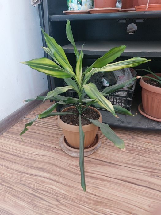 Продам домашний цветок