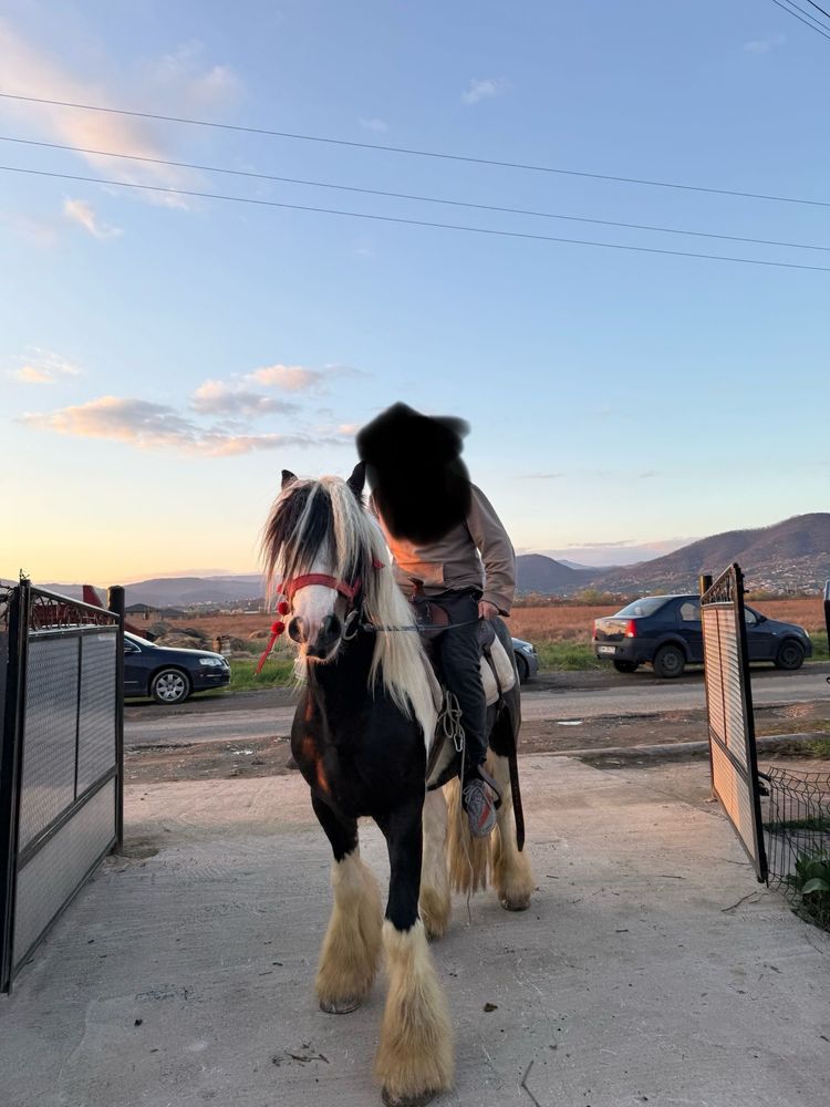 Armasar gypsy vanner