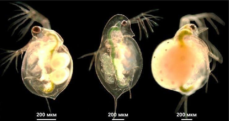 Криветка вишня и дафня с спирулиной зелёная вода