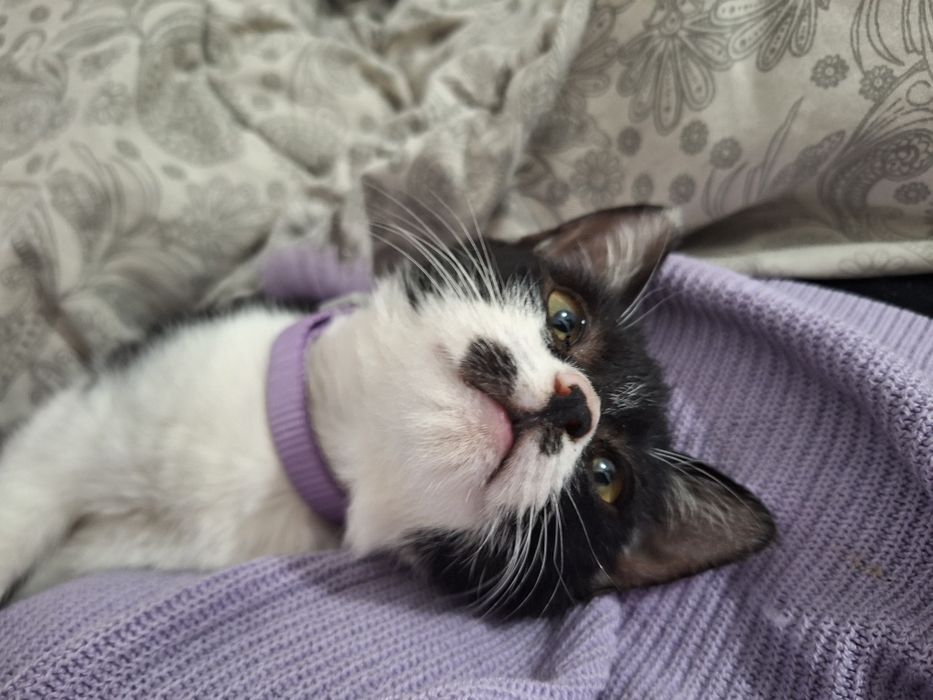 Ищу дом для котенка