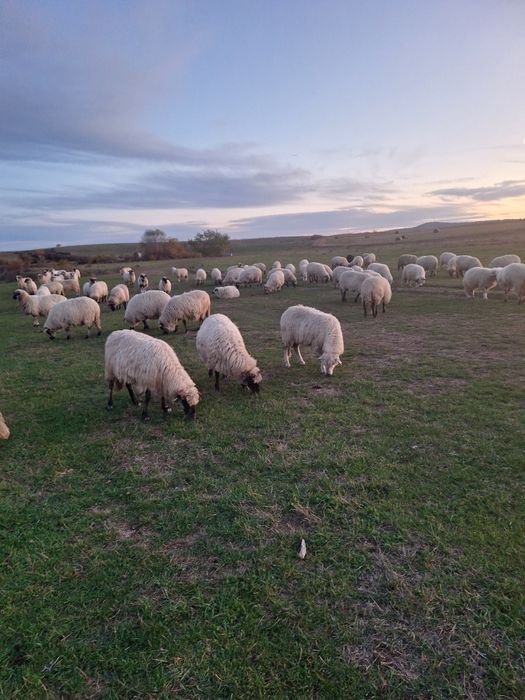 De vlnzare oi de tinut