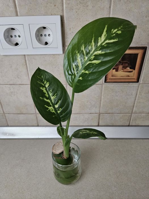 Lastari Dieffenbachia