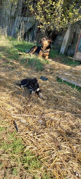 Cautam familii iubitoare