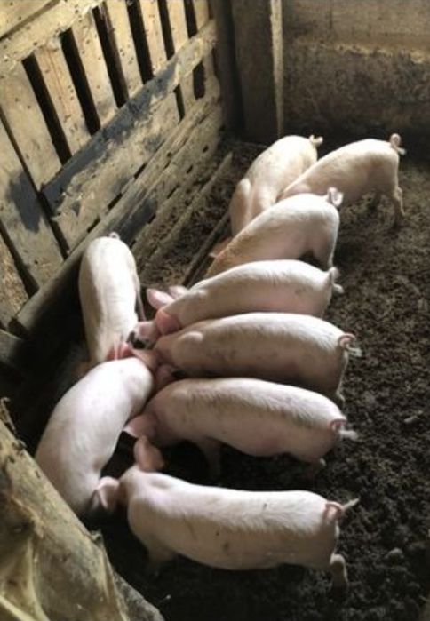 Продавам 10бр. бели прасенца