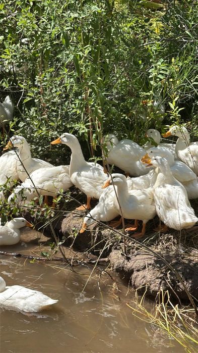 Продаётся Белые утки